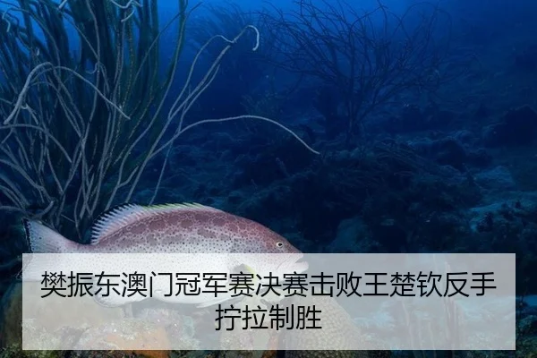 樊振东澳门冠军赛决赛击败王楚钦反手拧拉制胜